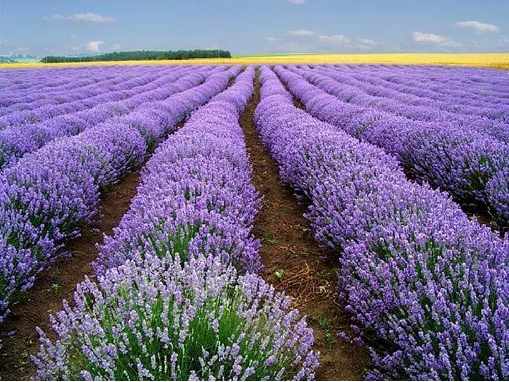 Lavender Vera Seeds - 1000+ Heirloom Seeds for Fragrant Herb Garden - Lavandula angustifolia
