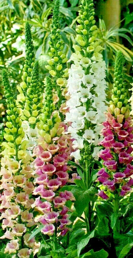 Foxglove Seeds Bulk 1012 Digitalis purpurea Spotted Purple Pink White Flowering Plant