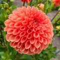 25 Linda Dahlia Seeds | Perennial Flower Seeds for Colorful Blooms | Dahlia pinnata