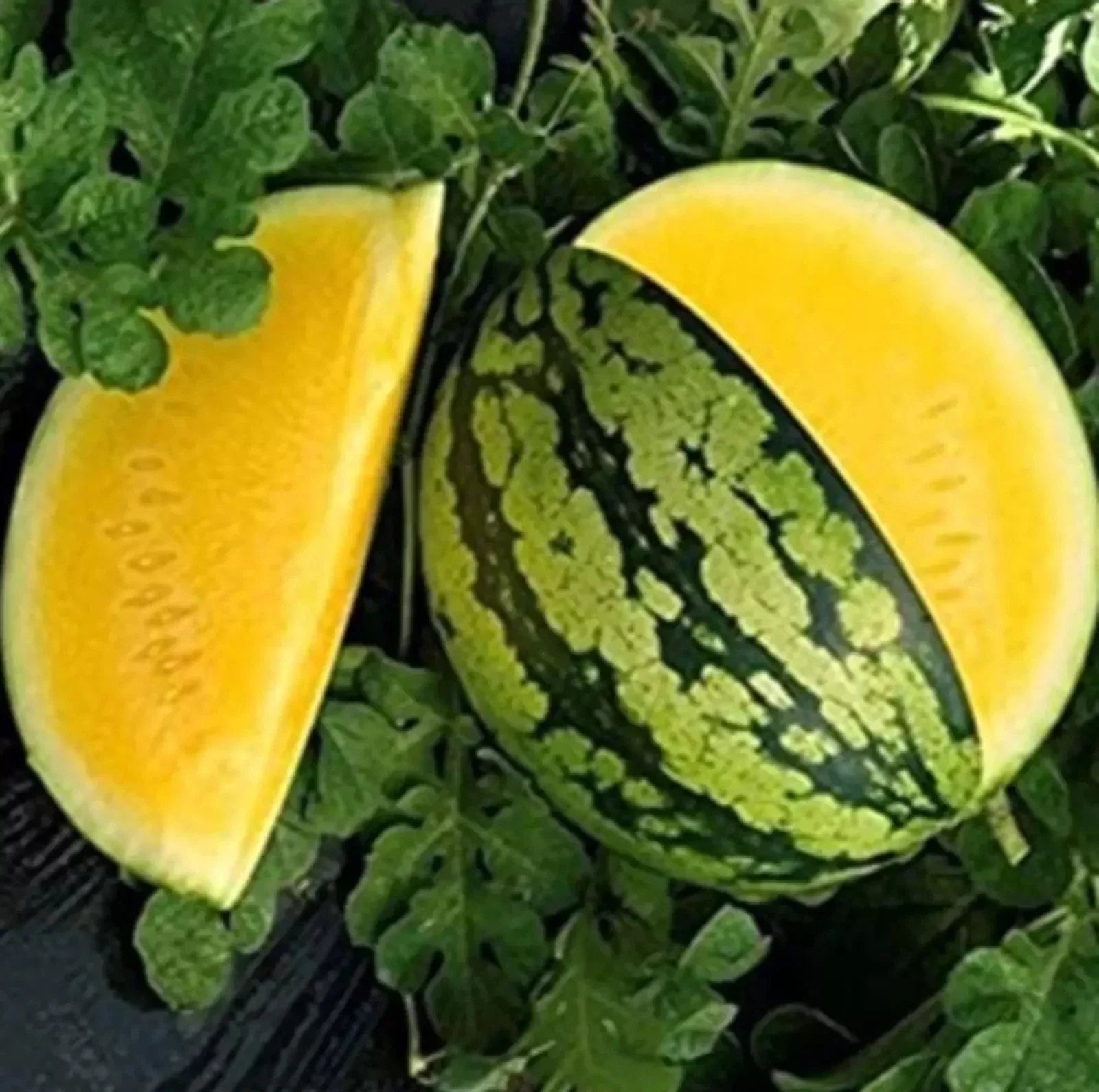 Yellow Gem Watermelon Seeds - Non-GMO Citrullus lanatus, True Yellow Variety, 25+ Seeds for Backyard Gardening, Sweet & Vibrant Fruit