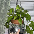 Neon Pothos Cuttings - 3 Pack - Epipremnum aureum Indoor Plant Propagation - Bright Green Houseplant