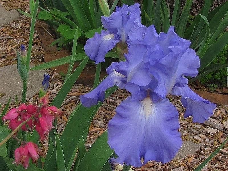 Tall Bearded Iris Victoria Falls - Large Blue & White Dykes Medal Winner - Iris germanica