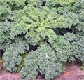 Dwarf Siberian Kale Seeds - Heirloom, Non-GMO, 100+ Seeds for Home Gardens, Healthy Greens, Brassica oleracea var. sabellica