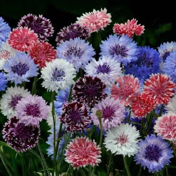 Bachelor's Button Seeds - 50 Pack, Vibrant Blue, Pink & White, Annual Flower Seeds, Centaurea cyanus, Easy to Grow