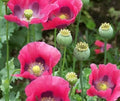Exotic Poppy Seeds Packet – Papaver somniferum – Easy to Grow Flower Seeds for Garden, Borders, and Cut Flowers