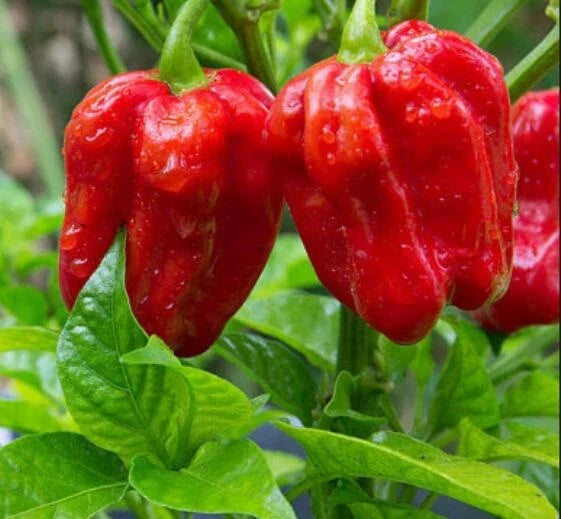 Thai Hot Red Pepper Seeds – Capsicum annuum – Spicy Red Peppers – 50+ Seeds for Home Garden & Container Growing