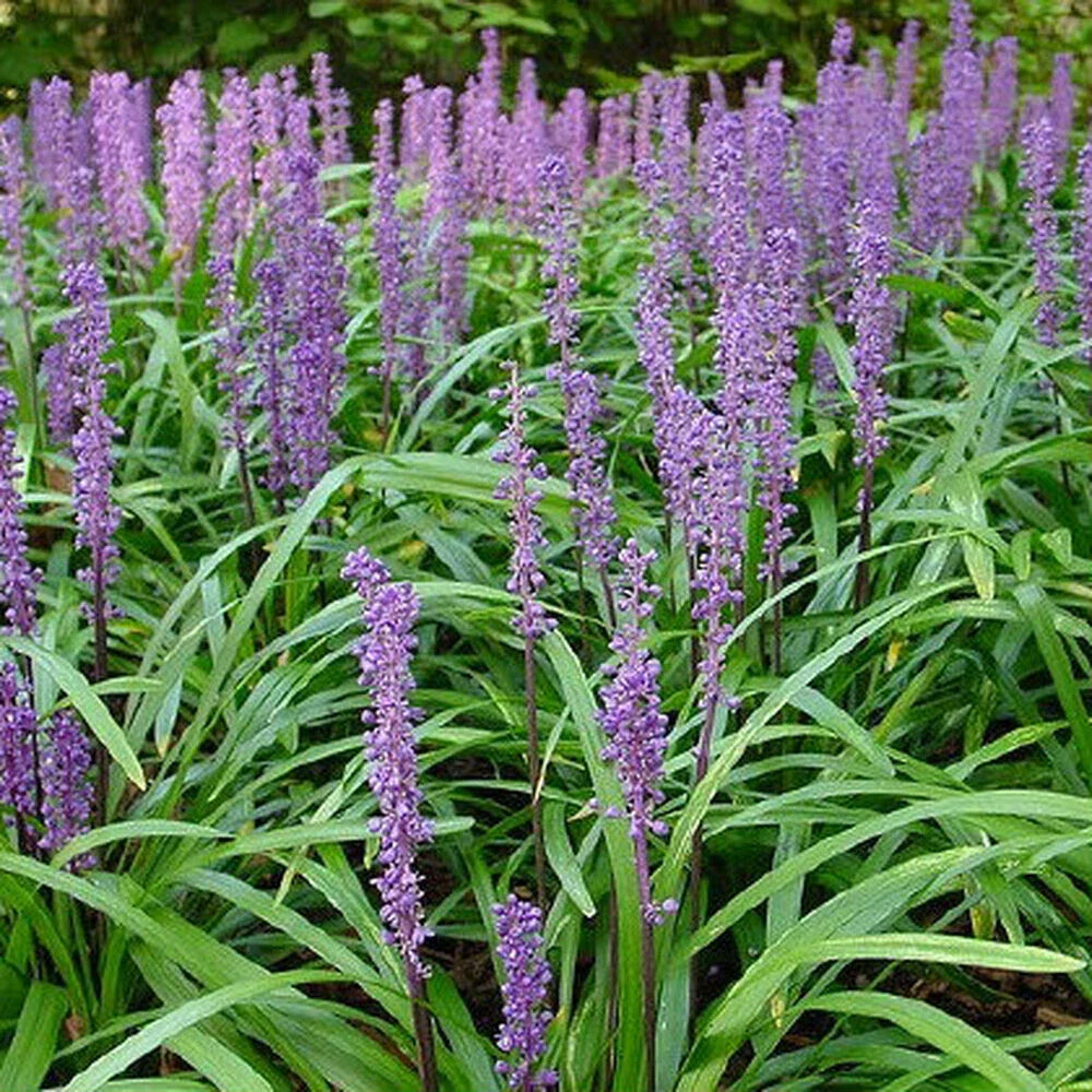 Flowering Ornamental Border Grass Plants - Liriope Ground Cover - 25+ Plants - US Seller