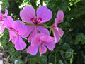 Ivy Geranium Lavender Cuttings - 8 Pack Pelargonium peltatum for Rooting, Trailing Indoor & Outdoor Plant