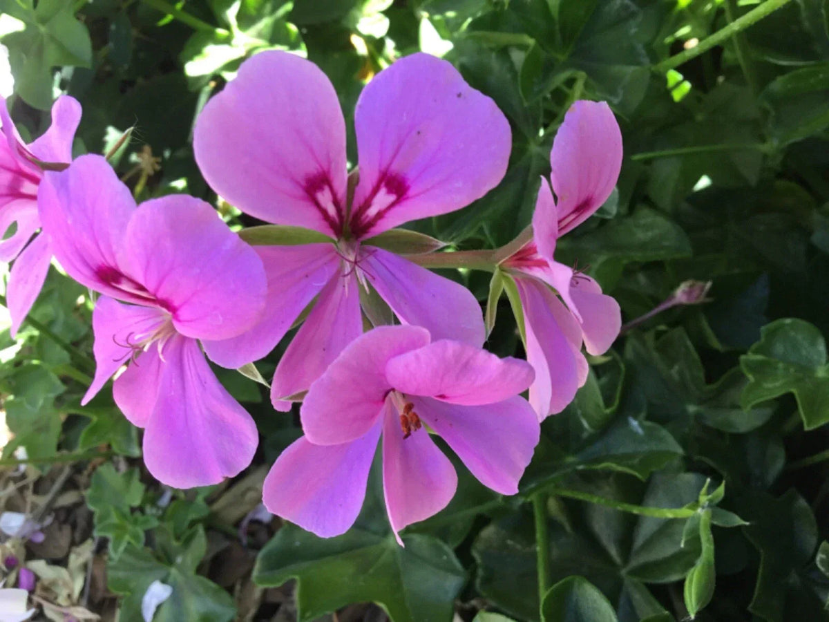 Ivy Geranium Lavender Cuttings - 8 Pack Pelargonium peltatum for Rooting, Trailing Indoor & Outdoor Plant