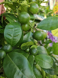 Calamansi Live Plant in Pot – Citrus microcarpa – Indoor/Outdoor Fruit Plant – Asian Calamansi Citrus