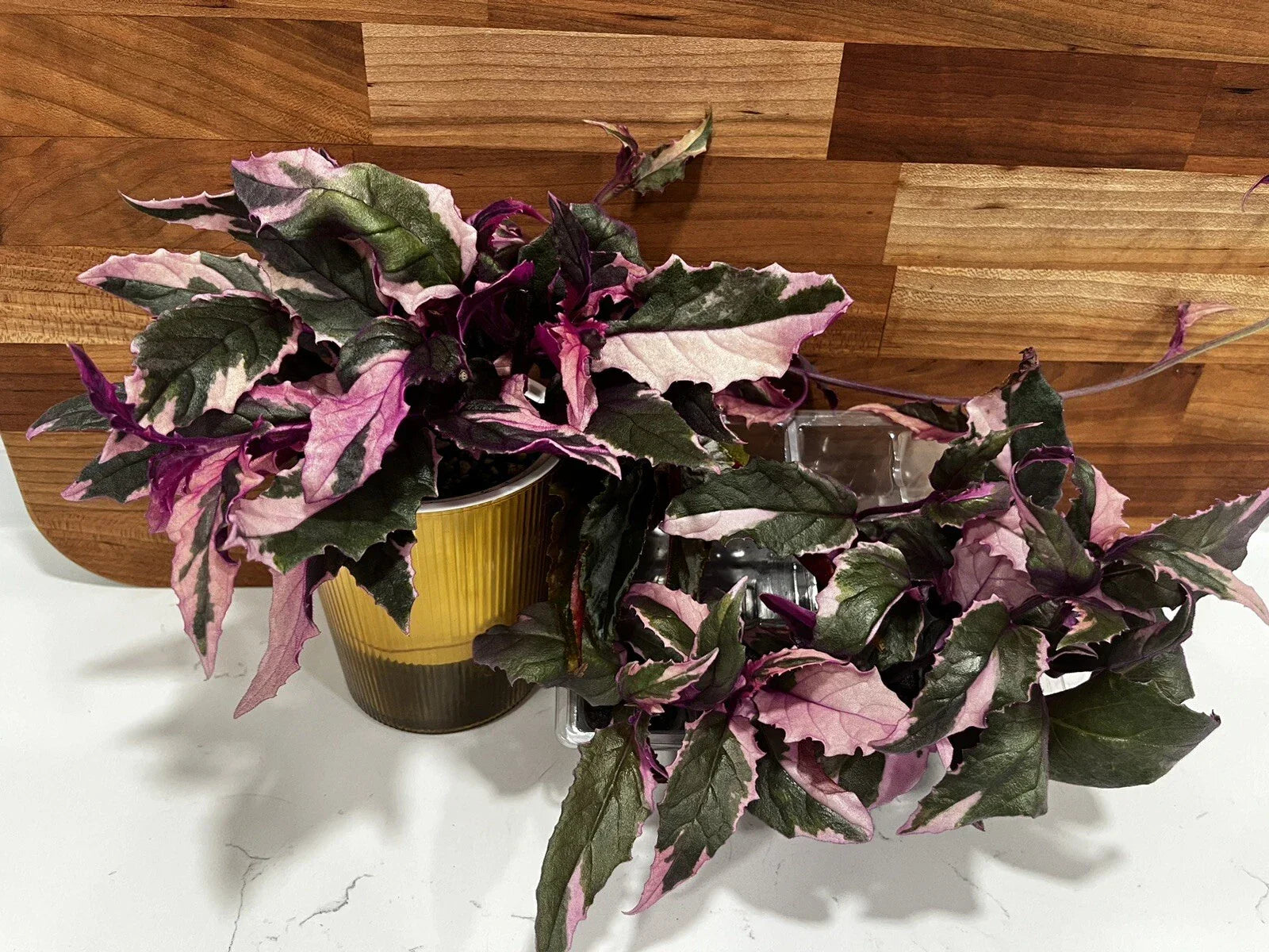 Variegated Purple Passion Plant - Fully Rooted Gynura aurantiaca - Colorful Foliage for Indoor Gardening