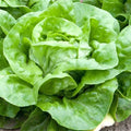 White Boston Lettuce Seeds - Heirloom Non-GMO Lactuca sativa, Loose-Leaf, Salad Greens, Pack of 200 Seeds