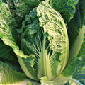 Kyoto No. 3 Chinese Napa Cabbage Seeds – Brassica rapa subsp. pekinensis, Heading Variety, USA Grown, 200 Seeds for 2025 Planting