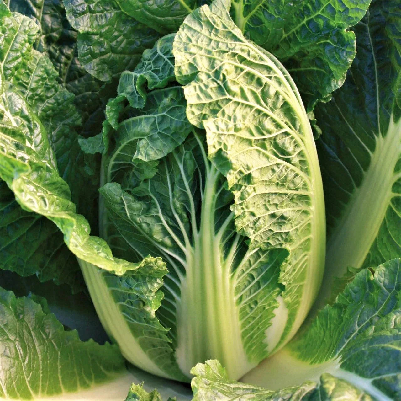 Kyoto No. 3 Chinese Napa Cabbage Seeds – Brassica rapa subsp. pekinensis, Heading Variety, USA Grown, 200 Seeds for 2025 Planting