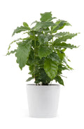 Arabica Coffee Bean Starter Plant – Rooted, Indoor/Outdoor, Coffea arabica, Home Brewing, Compact Shrub