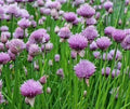 Chives Seeds 500+ Perennial Herb Allium schoenoprasum Culinary Garden Plant