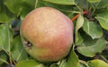 Catillac Pear Seeds - 25+ Count Pyrus calleryana 'Catillac' Garden Planting, Deciduous Tree for Landscaping