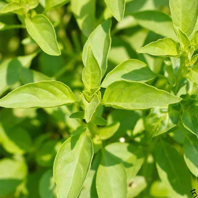 Lemon Basil Seeds - Heirloom Non-GMO Herb for Culinary & Healing Oils - Ocimum basilicum var. citriodorum - 200 Seeds