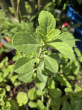 Meprobamato Boldo Fresh Cuttings - 4 Medicinal Herb Cuttings for Propagation