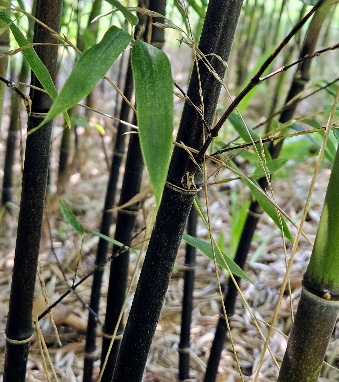 Black Bamboo Rhizomes – Cold-Hardy Evergreen Privacy Screen – Fast-Growing Phyllostachys nigra, Clumping, Landscaping Plant