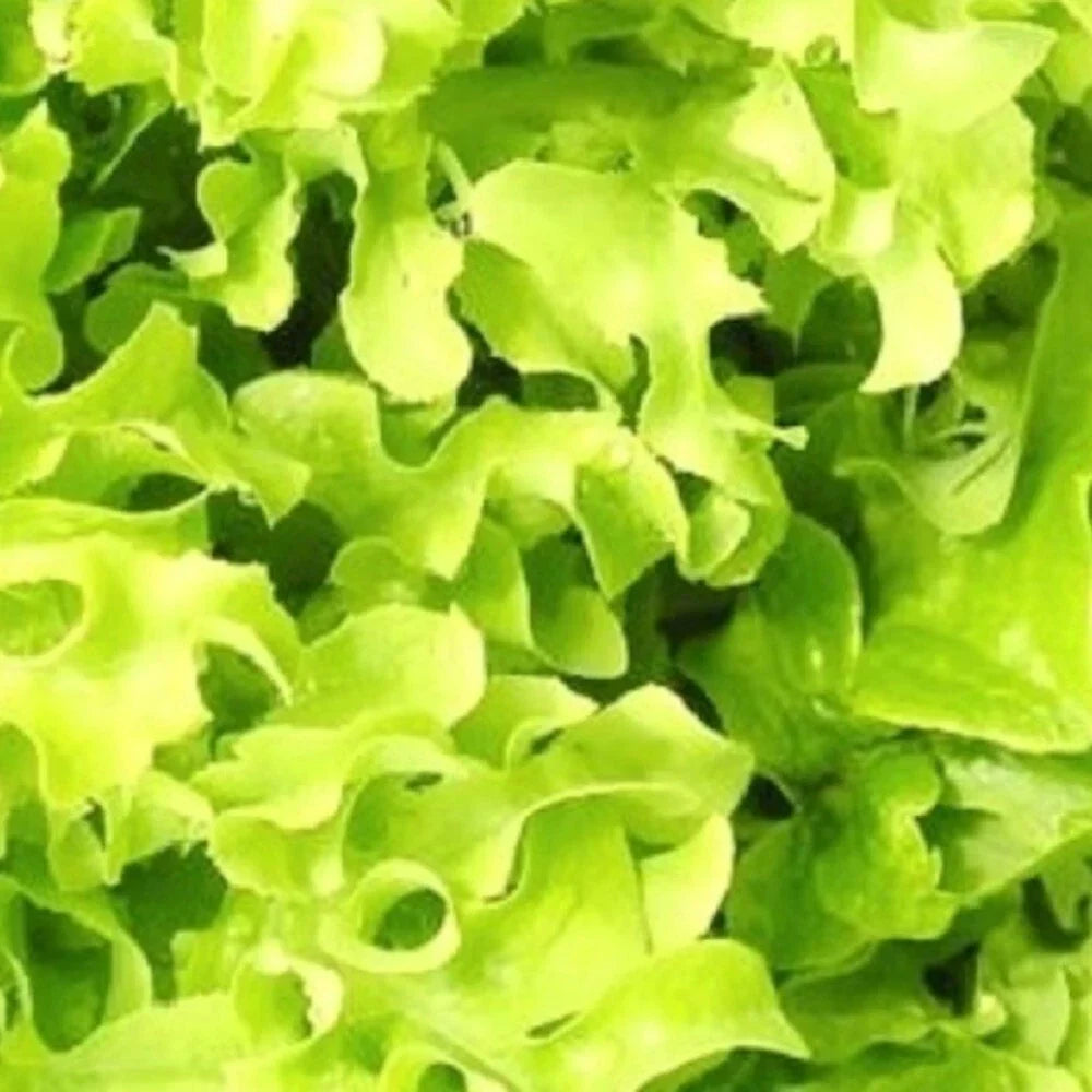 Salad Bowl Lettuce Seeds | Non-GMO Heirloom Lactuca sativa | Frilly Green and Red Leaf Salad Greens