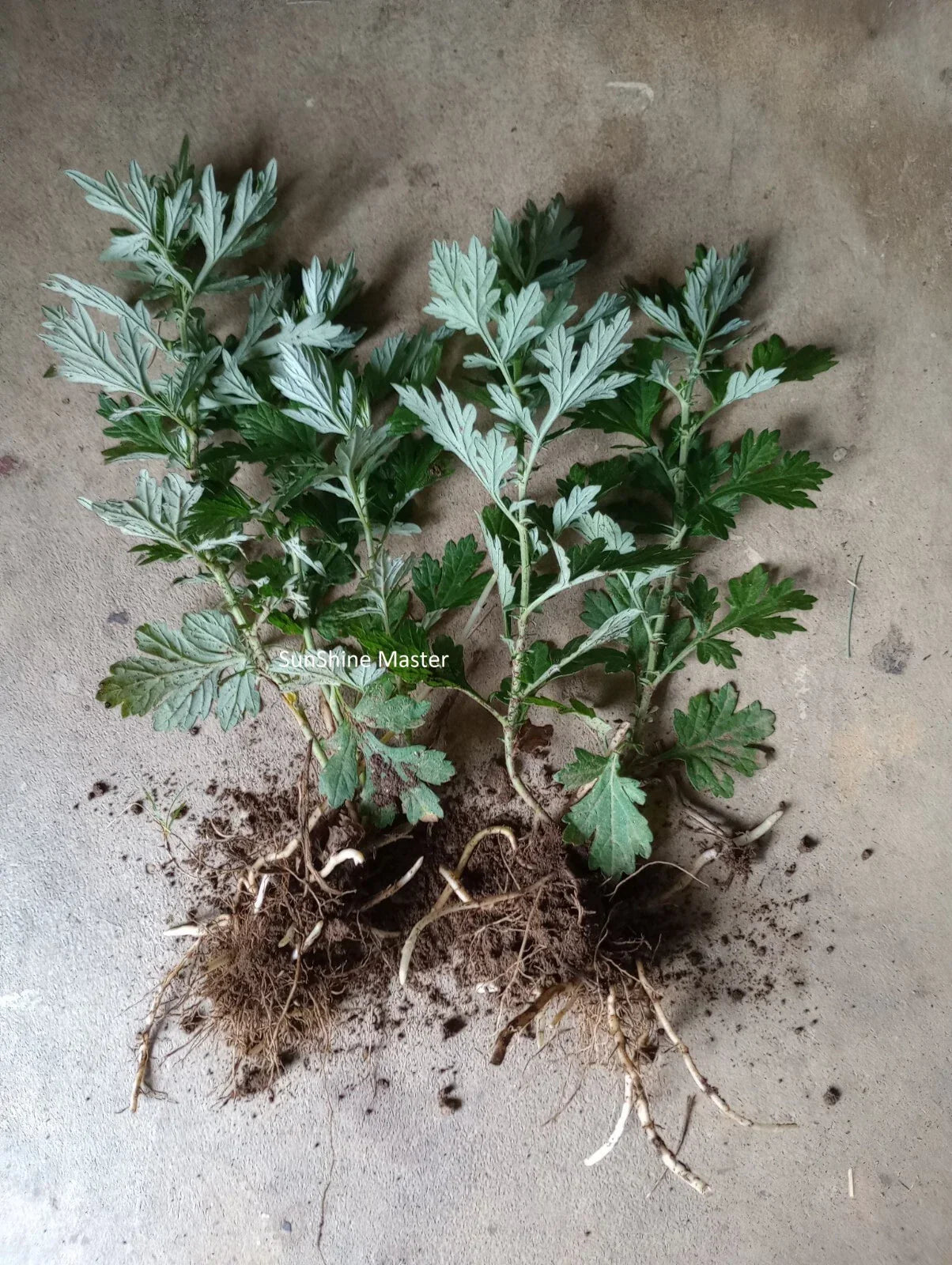 Live Mugwort Plants - 2+ Rooted Artemisia Vulgaris Argyi, Silvery Wormwood Herb for Garden or Indoor Use