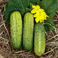 Wisconsin SMR58 Pickling Cucumber Seeds – Gherkin Variety, Cucumis sativus, 50+ Pack for Home Canning & Preserving