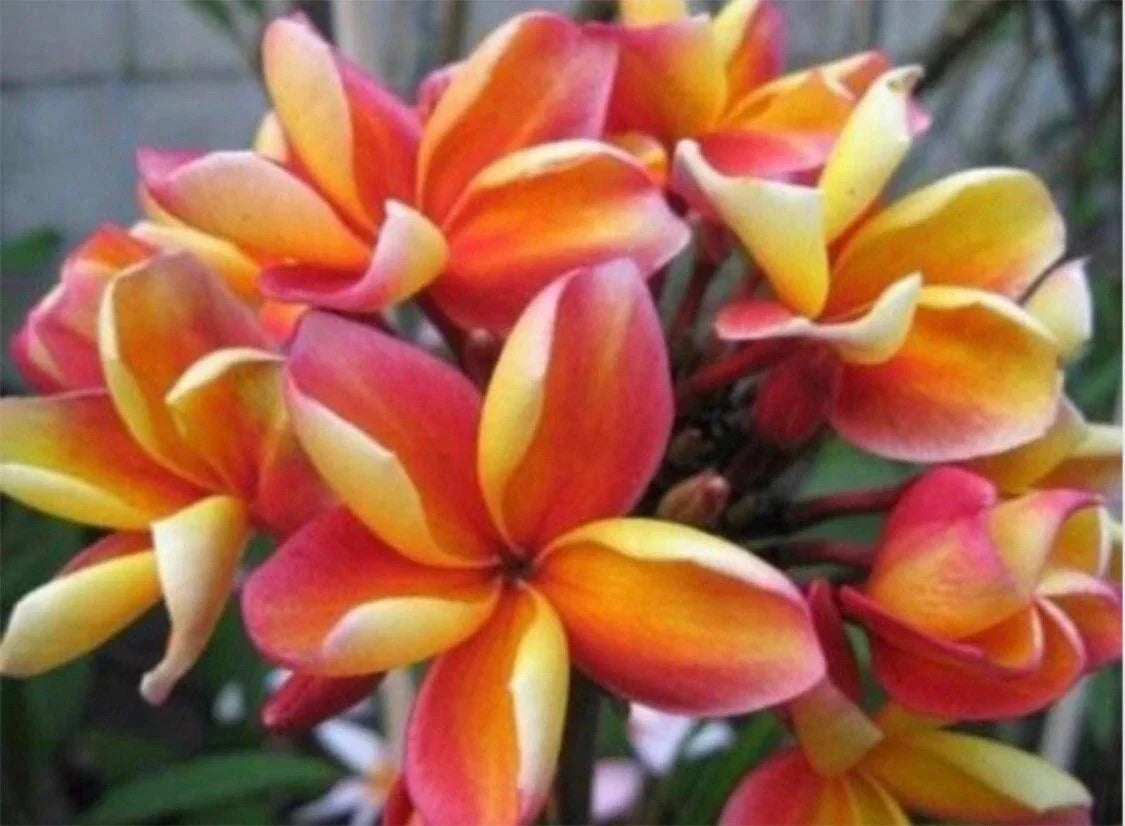 Rooted Plumeria Plant Cutting Makaha Sunn 10" with 2 Big Tips Frangipani
