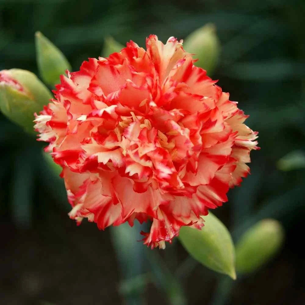 Chabaud Carnation Seeds - 100 Perennial Dianthus Flowers for Borders & Containers - Fragrant, Colorful Blooms, Easy to Grow