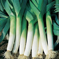 Leek Seeds 200+ Heirloom Non-GMO Vegetable Garden Seeds - American Flag Variety, Allium ampeloprasum