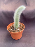 Monkey Tail Cactus Plant - 3" Pot - Cleistocactus colademononis - Trailing Succulent for Indoor Decor