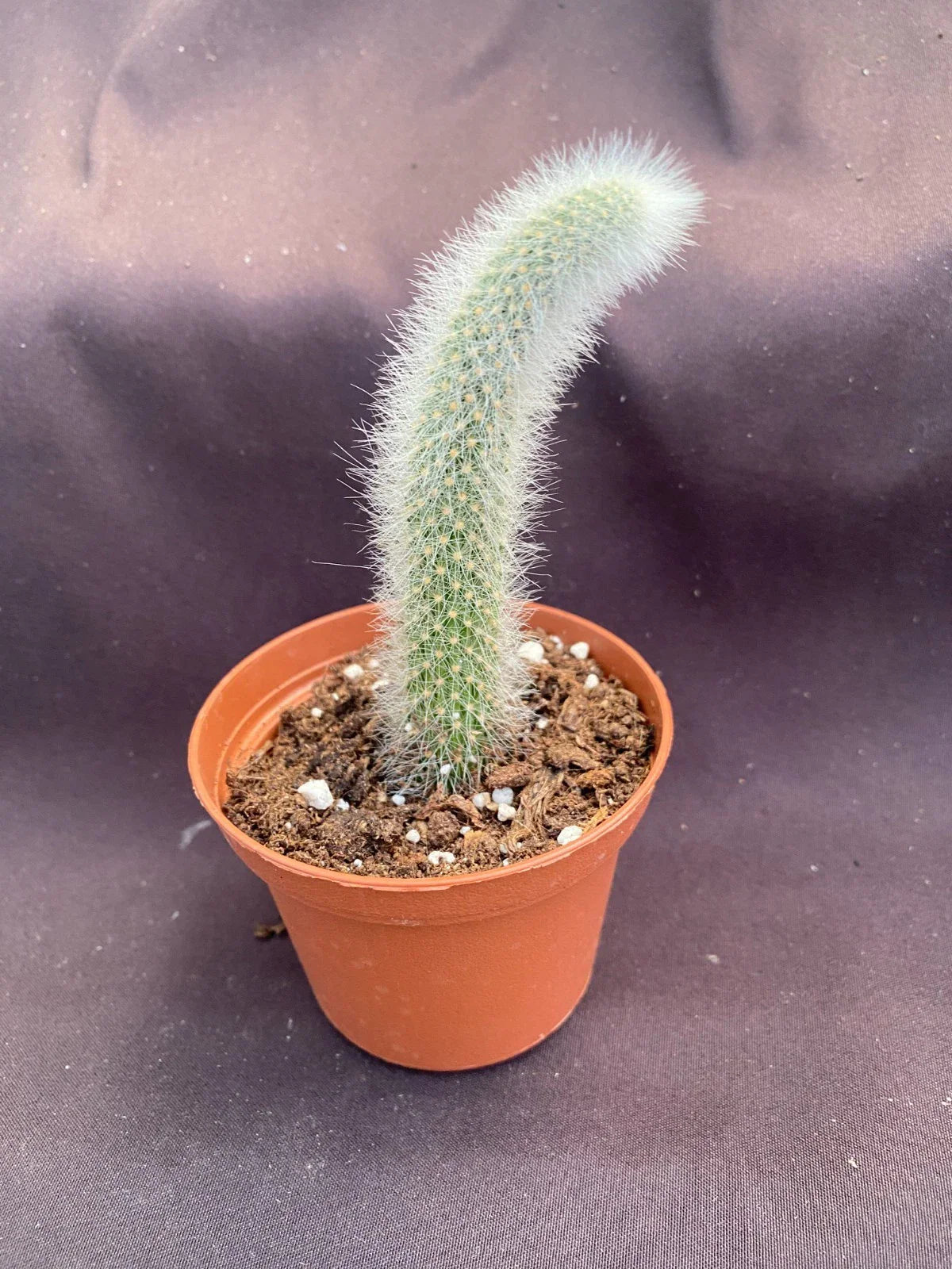 Monkey Tail Cactus Plant - 3" Pot - Cleistocactus colademononis - Trailing Succulent for Indoor Decor
