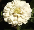 White Zinnia Seeds - Polar Bear Variety - 1000+ Seeds for Garden, Cut Flowers, Pollinator Attractant - Zinnia elegans