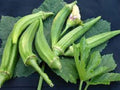 Organic Heirloom Clemson Spineless Okra Seeds – Non-GMO, High Yield, Easy to Grow, Perfect for Container Gardening