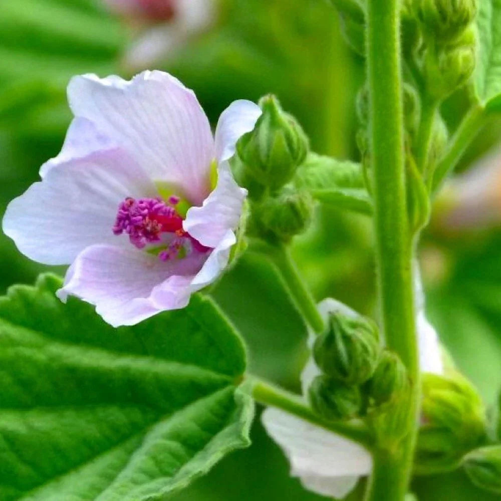 Marshmallow Seeds - Heirloom NON-GMO Althaea officinalis, Garden Plant, Pink & White Flowers, Full Sun, Easy to Grow