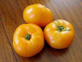 Jubilee Tomato Seeds, 500 Non-GMO Heirloom Vegetable Seeds, Solanum lycopersicum, for Home Garden & Container Growing