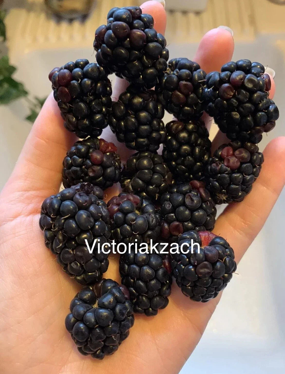 Organic Blackberry Seeds Rubus fruticosus Non-GMO for Home Garden, Edible Landscape, Berry Bush Plant