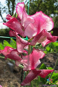Jacko Sweet Pea Seeds - 50 Pack Climbing Vine for Garden, Fragrant Blooms, Lathyrus odoratus, USA Grown