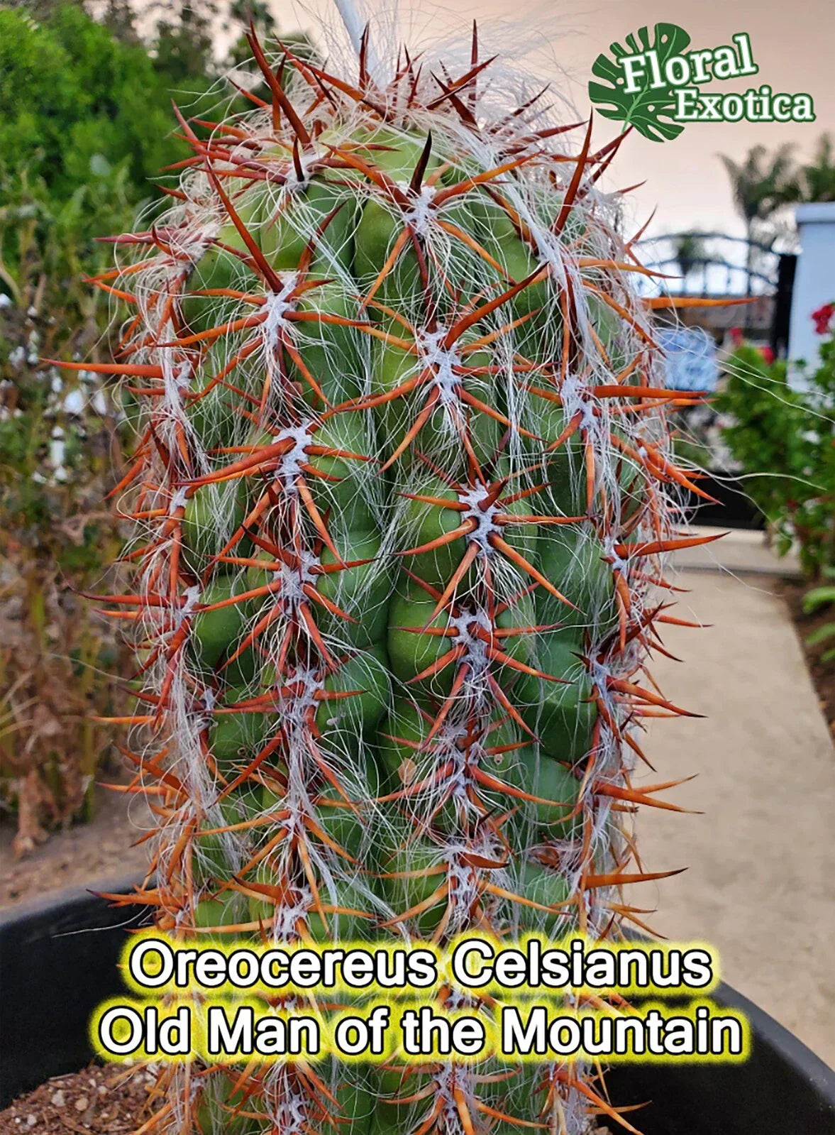 Oreocereus Celsianus Starter Plant - High Color Contrast Cactus - Silver Torch, Drought Tolerant, Indoor/Outdoor, US Shipping
