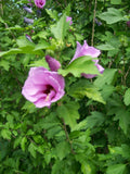 Rose of Sharon Plant 6-12 Inches Mixed Colors Hibiscus syriacus Live Shrub Zones 5-9