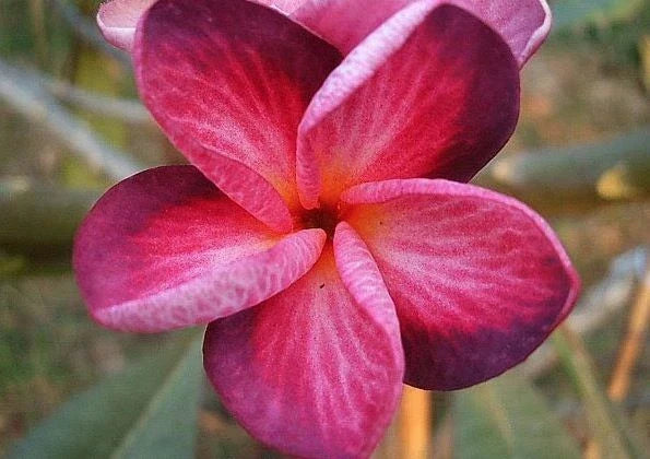 Plumeria Seeds - 5 Bright Pink Purple Flower Seeds - Perennial Tropical Plants - Plumeria spp.