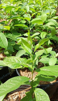 Persimmon Trees - 3 Seedlings - American Native Diospyros Virginiana - Deciduous Fruit Trees for Garden or Orchard