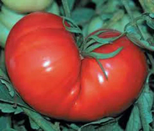 Red Ponderosa Tomato Seeds - Heirloom Solanum lycopersicum, Large Juicy Fruits, Open-Pollinated, Disease-Resistant, 25+ Seeds