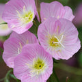 Evening Primrose Seeds - Showy Variety, Non-GMO, Oenothera biennis, Attracts Pollinators, Full Sun, 500-10,000 Seeds