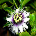 Purple Passion Fruit Seeds - Granadilla Vine Passiflora edulis for Tropical Gardens, Climbing Plant, Flowering Vine, Fruit Plant