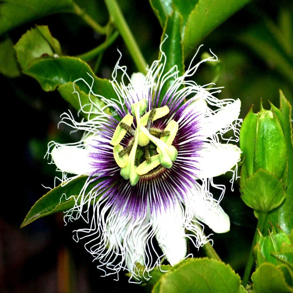 Purple Passion Fruit Seeds - Granadilla Vine Passiflora edulis for Tropical Gardens, Climbing Plant, Flowering Vine, Fruit Plant