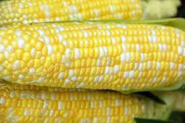 Peaches N Cream Corn Seeds - Heirloom Sweet Corn Variety - Zea Mays - Non-GMO, Premium, Juicy Ears, Full Sun, 50 Seeds