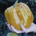 Sweet Coral Belle Pepper Seeds - 25 Pack, Orange, Sweet Flavor, Capsicum annuum, Home Garden, Compact Bushy Plant