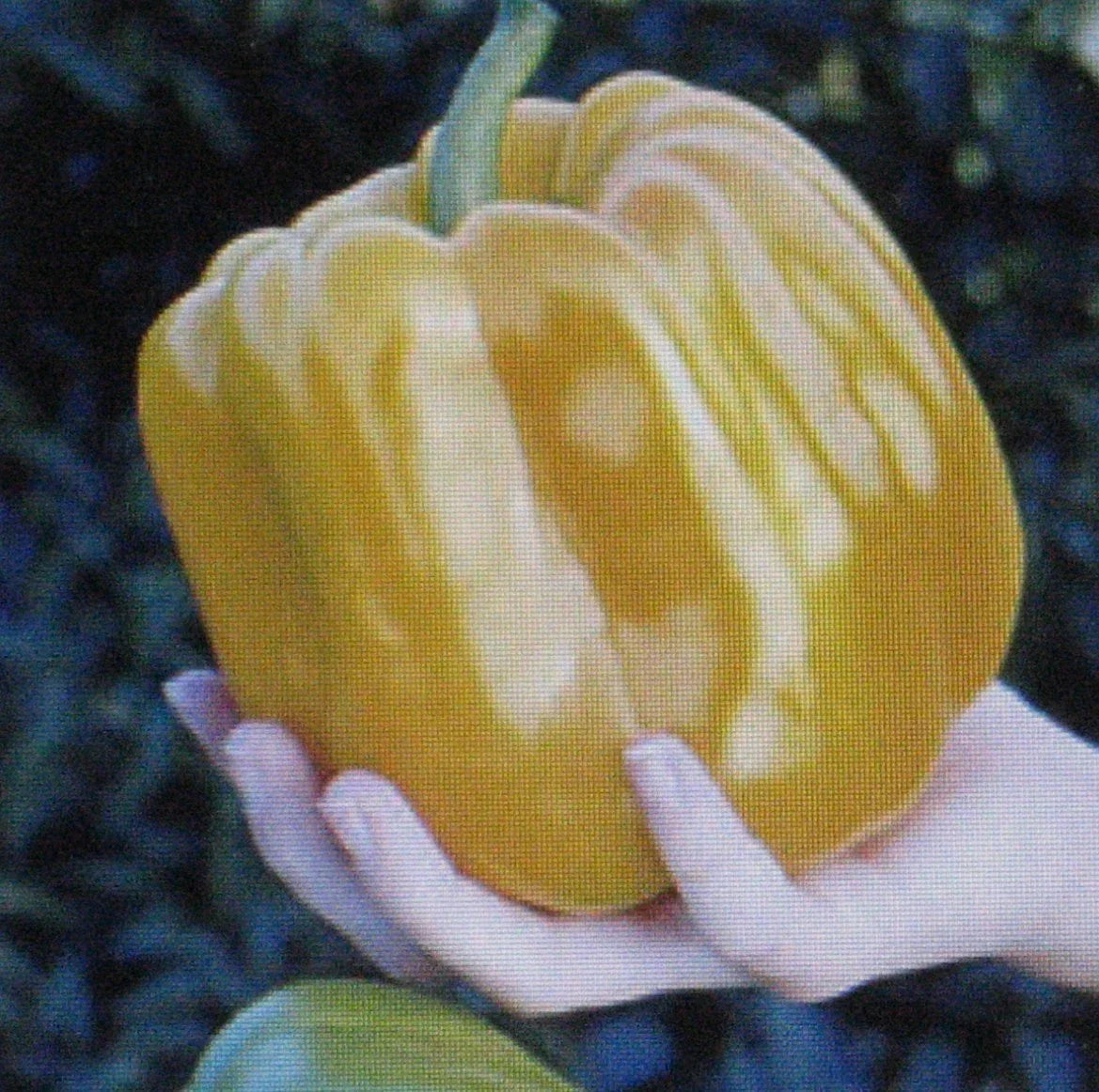 Sweet Coral Belle Pepper Seeds - 25 Pack, Orange, Sweet Flavor, Capsicum annuum, Home Garden, Compact Bushy Plant