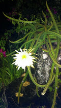 Cereus Cactus 4 Rooted Live Plants Night Blooming Queen of the Night Succulent Collection